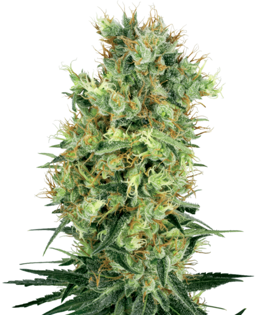 Cali Orange Bud Regolari - Sensi Seeds White Label