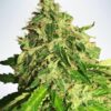 Cannabis Light - Ministry of Cannabis