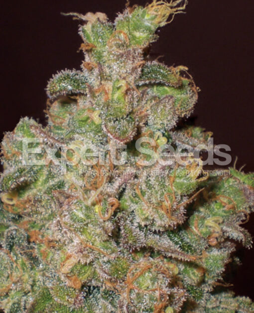 Expert Seeds Cheese a.k.a Funky Skunk Feminized (Brasil x India)