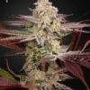 Chemical Bride Femminizzata - Green House Seeds