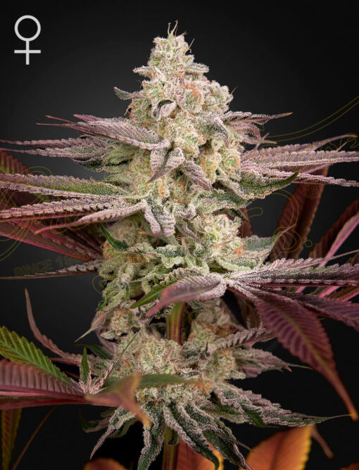 Chemical Bride Femminizzata - Green House Seeds