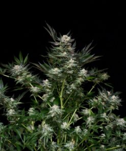 Absolute Cannabis Seeds Chocolute F2 Regular