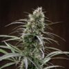 Ace Seeds Congo Feminized - Semi Femminizzati