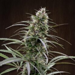 Ace Seeds Congo Feminized - Semi Femminizzati