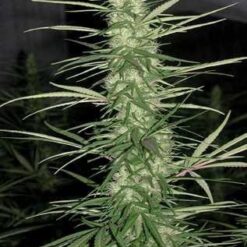 Ace Seeds Congo Feminized - Semi Femminizzati