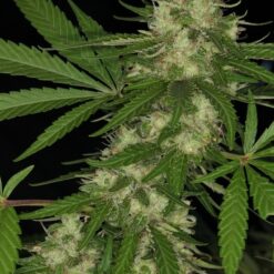 Ace Seeds Congo Feminized - Semi Femminizzati