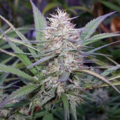 Ace Seeds Congo Feminized - Semi Femminizzati