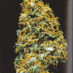 Cristal Paradise - K.C. Brains Seeds