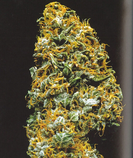 Cristal Paradise - K.C. Brains Seeds