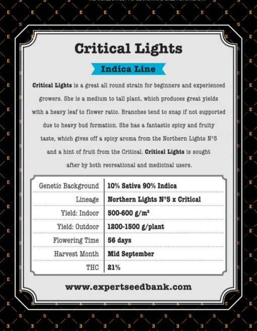 Expert Seeds Critical Lights Feminized (Critical x Northern Lights N.5)
