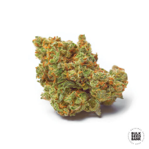 Bulk Seed Bank CRITICAL MASS Feminized - Semi Femminizzati
