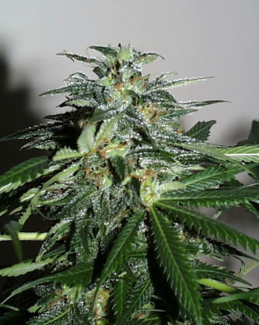 Cyber Cristal - K.C. Brains Seeds