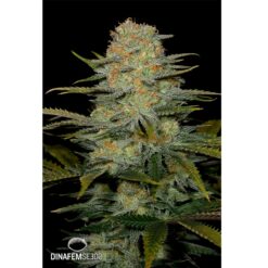 Dinafem Amnesia CBD Femminizzata