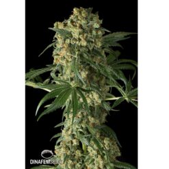 Dinafem Big Kush Femminizzata