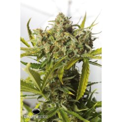 Dinafem Blue Kush Autoflowering Femminizzata