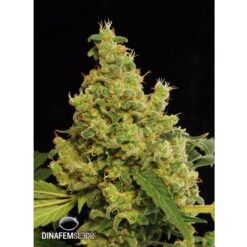 Dinafem Blue Hash Femminizzata