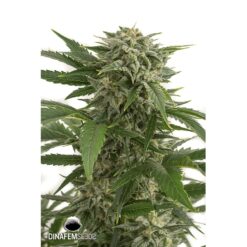 Dinafem Bubba Kush Autoflowering Femminizzata