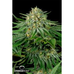 Dinafem Bubba Kush CBD Femminizzata