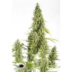 Dinafem Cheese Autoflowering Femminizzata