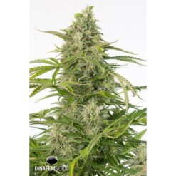 Dinafem Cheese Autoflowering CBD Femminizzata