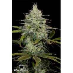 Dinafem Cheese CBD Femminizzata