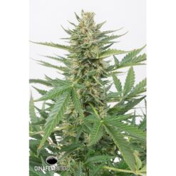 Dinafem Cheese XXL Autoflowering Femminizzata