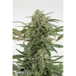 Dinafem Critical + 2.0 Autoflowering Femminizzata