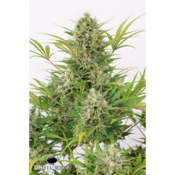 Dinafem Critical Cheese Autoflowering Femminizzata