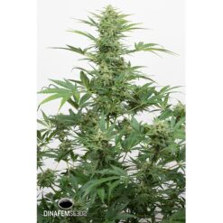 Dinafem Industrial Plant Autoflowering CBD Femminizzata