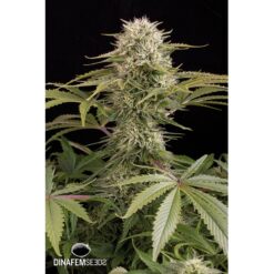 Dinafem Kush-N-Cheese Femminizzata