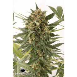 Dinafem Kush-N-Cheese Autoflowering Femminizzata