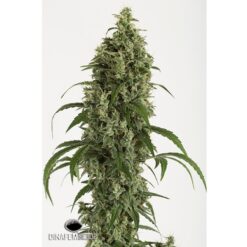 Dinafem Moby Dick Autoflowering Femminizzata