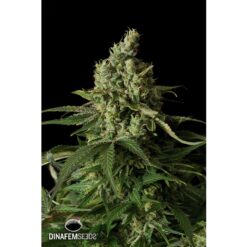 Dinafem Moby Dick CBD Femminizzata