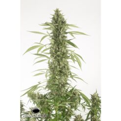 Dinafem Moby Dick XXL Autoflowering Femminizzata