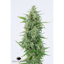 Dinafem OG Kush Autoflowering Femminizzata