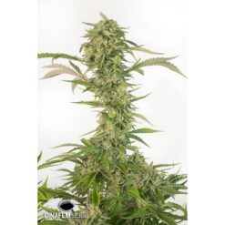 Dinafem OG Kush Autoflowering CBD Femminizzata