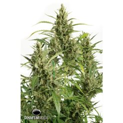 Dinafem Original Amnesia Autoflowering Femminizzata