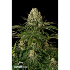 Dinafem Power Kush Femminizzata