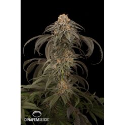 Dinafem Purple Afghan Kush Femminizzata