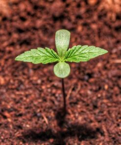 Barney’s Farm DR GRINSPOON Semi di Cannabis Femminizzati