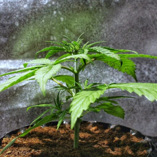Barney’s Farm DR GRINSPOON Semi di Cannabis Femminizzati