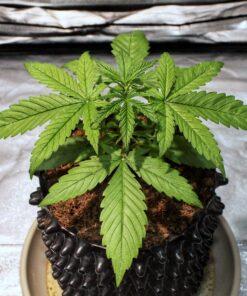 Barney’s Farm DR GRINSPOON Semi di Cannabis Femminizzati
