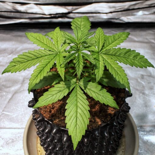Barney’s Farm DR GRINSPOON Semi di Cannabis Femminizzati