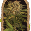 Dr. Greenman Pure CBD Exotic Seed