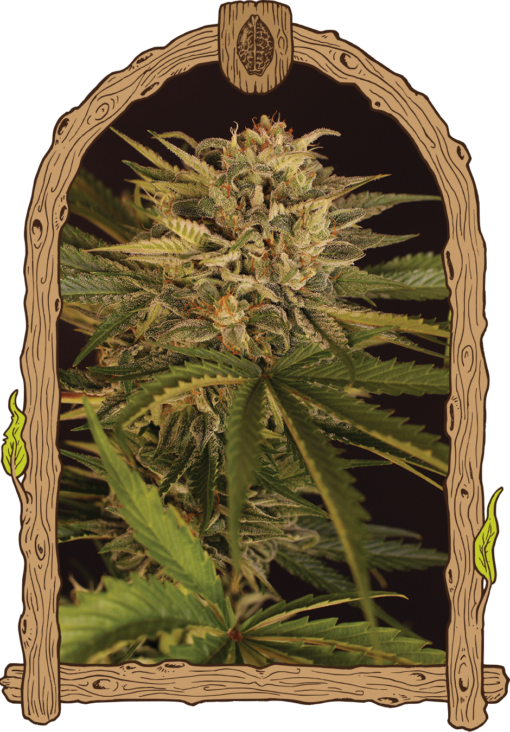 Dr. Greenman Pure CBD Exotic Seed