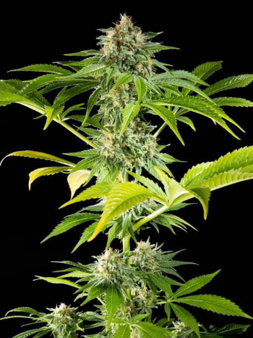 Da Critical - Philosopher Seeds