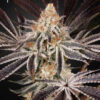 Dark Phoenix - Green House Seeds