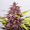 Delicious Seeds AUTO DARK PURPLE ® - Semi Autofiorenti