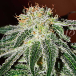 Delicious Seeds BLACK RUSSIAN ® Feminized - Semi Femminizzati