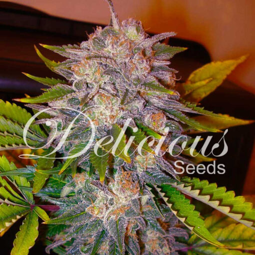 Delicious Seeds CARAMELO ® Feminized - Semi Femminizzati